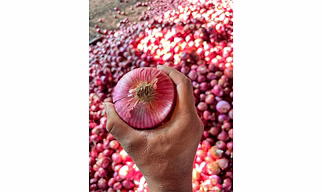 NASIK RED ONION
