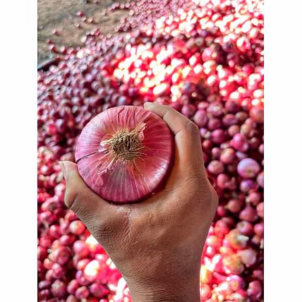 NASIK RED ONION-12764109