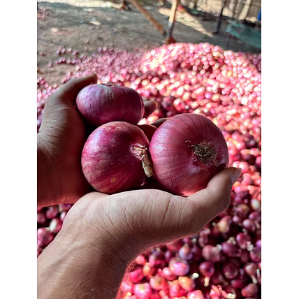 NASIK RED ONION-3