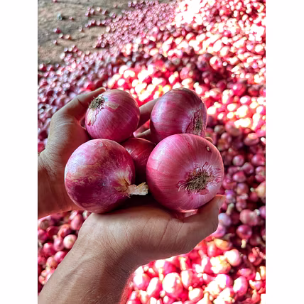 NASIK RED ONION-4