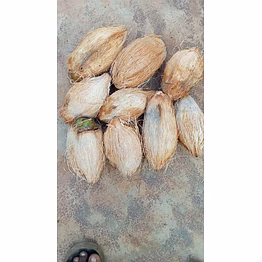 semi husked coconut