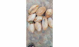 Semi Husked Coconut