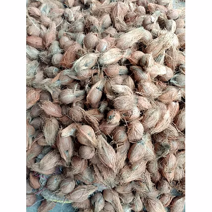 Semi Husked Coconut-1
