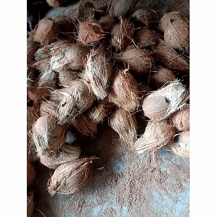 Semi Husked Coconut-3