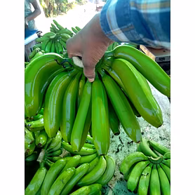 G9 BANANA