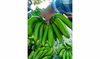 G9 BANANA