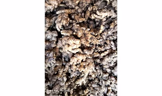 Fresh Ginger