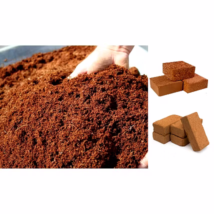Cocopeat-12726291