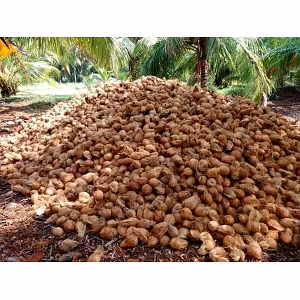 Coconut-12748501