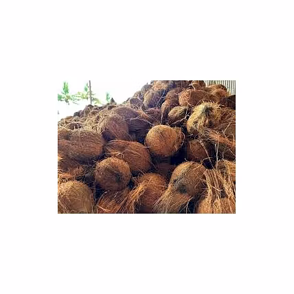 Coconut-1