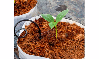 Low EC Coco Peat Block