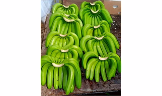 G9 Cavandish Banana