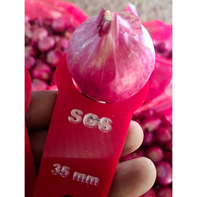 Red Onion-3
