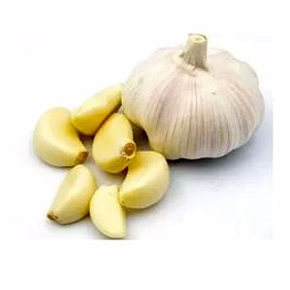 garlic
