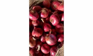 Onion