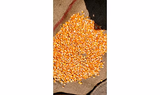 Yellow Maize