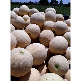 muskmelon