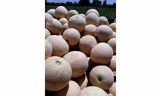 Muskmelon