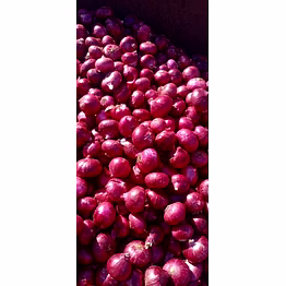 onion