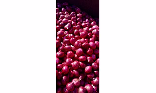 ONION