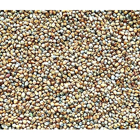Millet Bajra