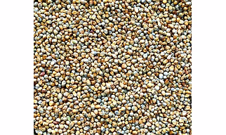 Millet Bajra