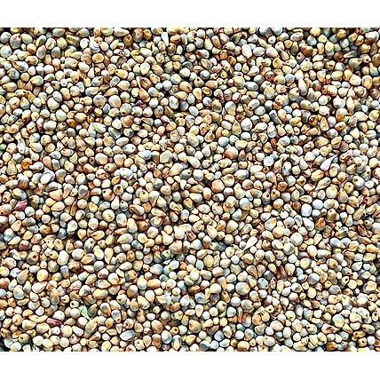 Millet Bajra-12674333