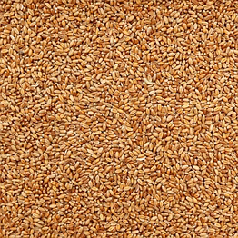 wheat