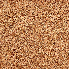 Wheat