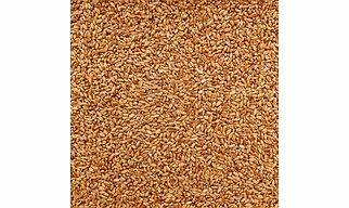 Wheat