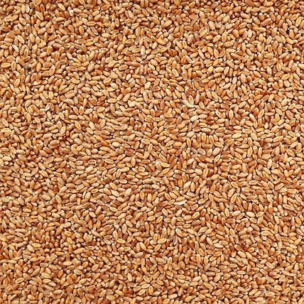 Wheat-12674335