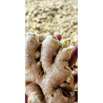 Ginger-4