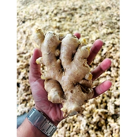 Ginger