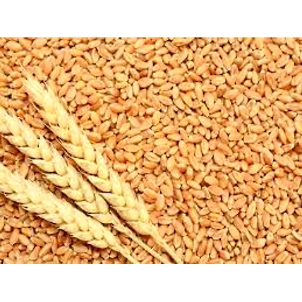 Wheat-1