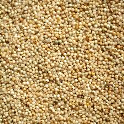 Millet Bajra-1