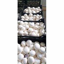 button mushroom