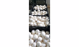 Button mushroom