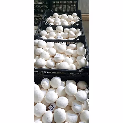 button mushroom