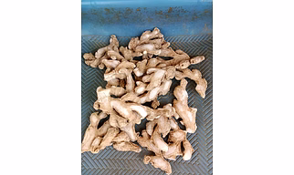 Dry Ginger