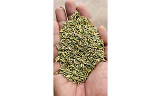 Fennel