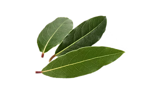 Bay leaf