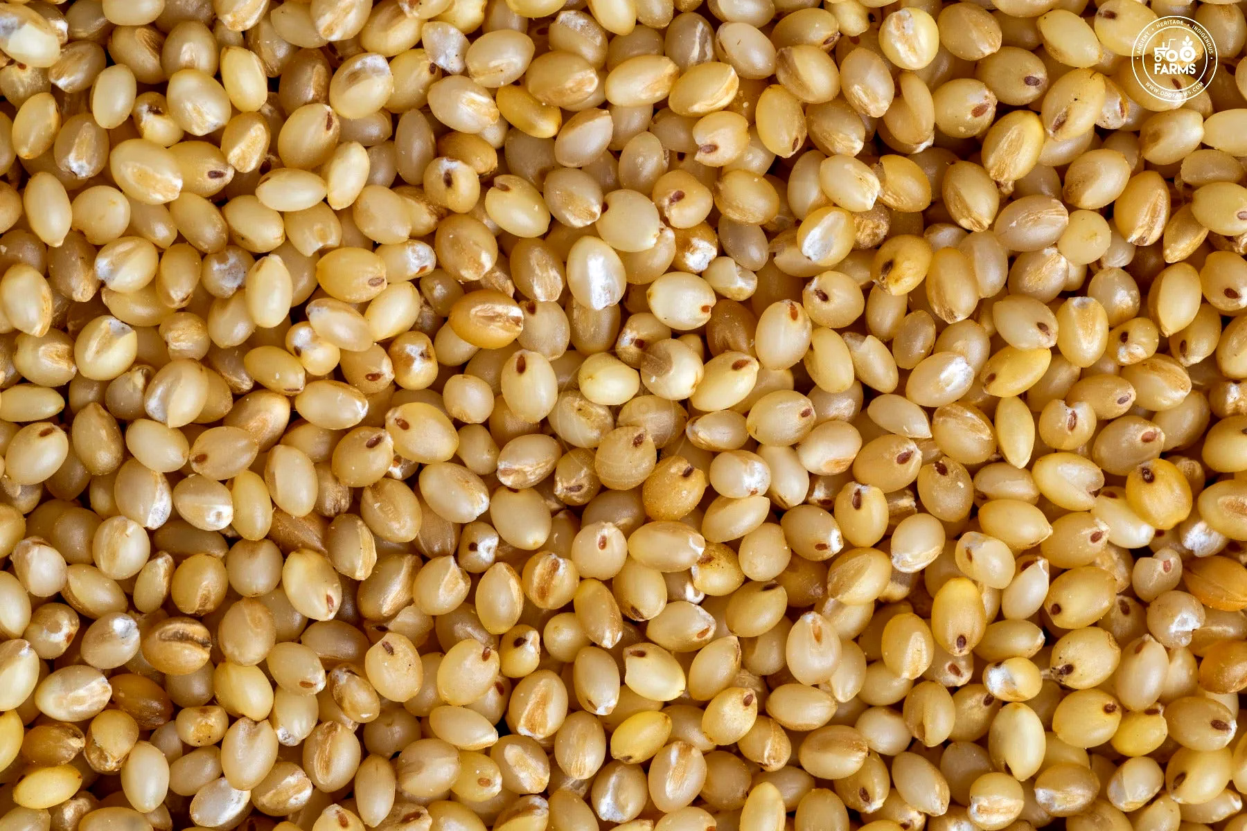 Foxtail millets image 2