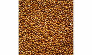 Kodo millet