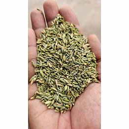 fennel