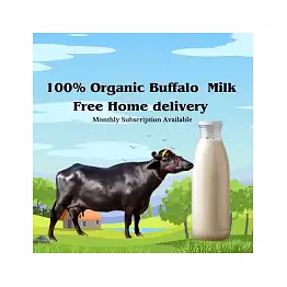 buffalo milk