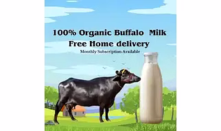 Buffalo milk