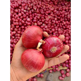 nashik maharashtra red onion nashik