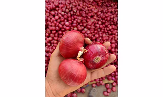 Red onion Nashik