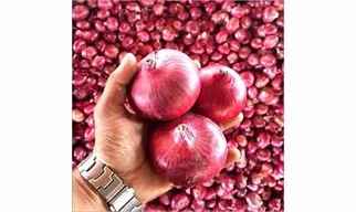 Onion and Dehydrated onion