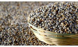 PRARL MILLET (BAJRA)